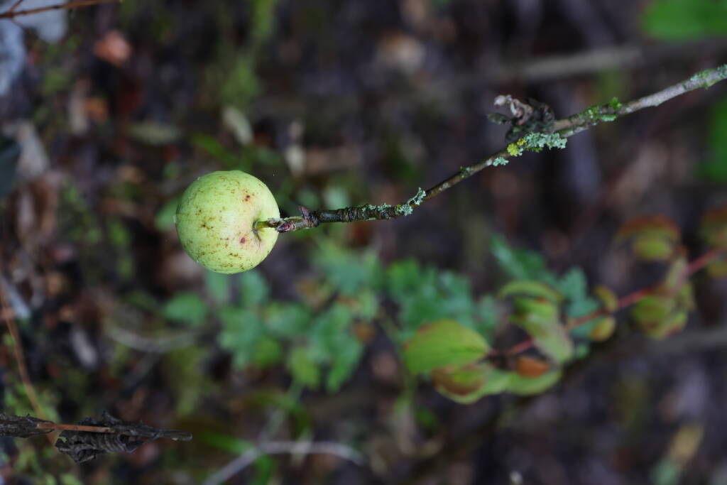 The only apple on a feral apple tree.