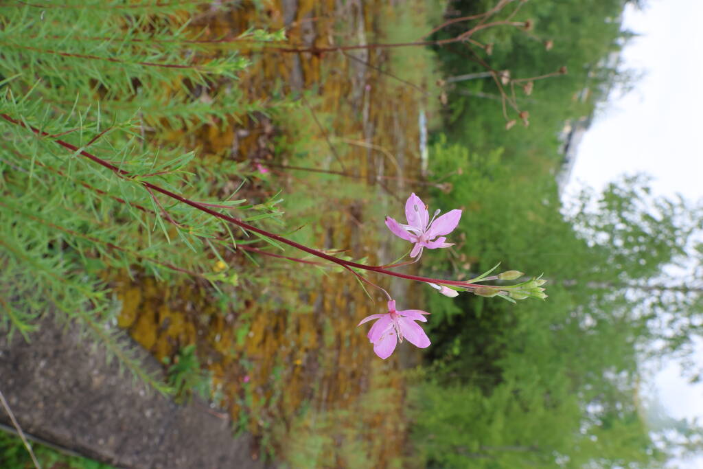 Plantnet claims that this is a fireweed.