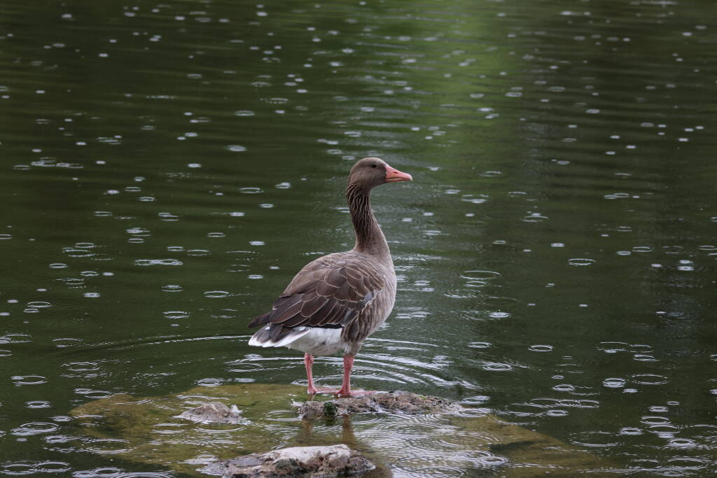 Greylag goose on an olympic pond.