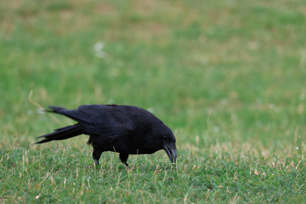Is this a rook, just with a darker beak?