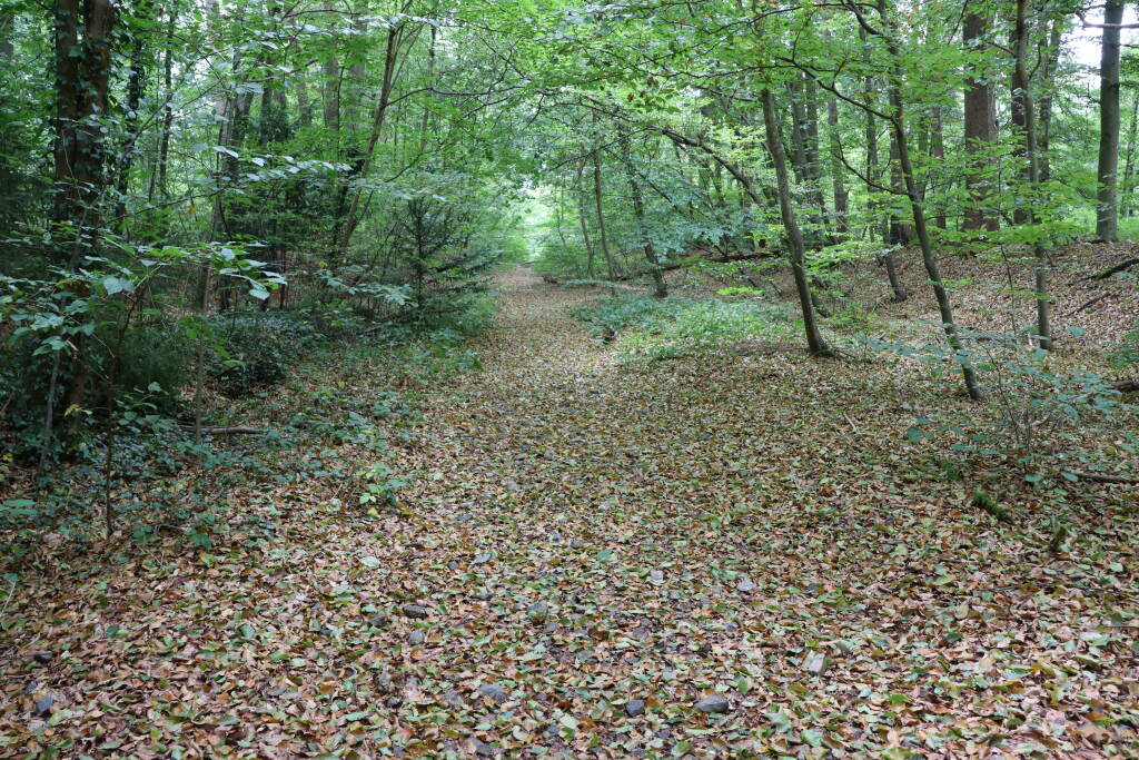 In the forest, one can see only the specific ground shape.