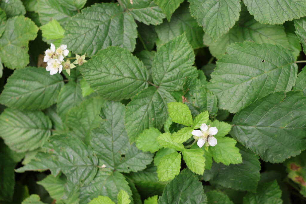 Blackberry flowers.