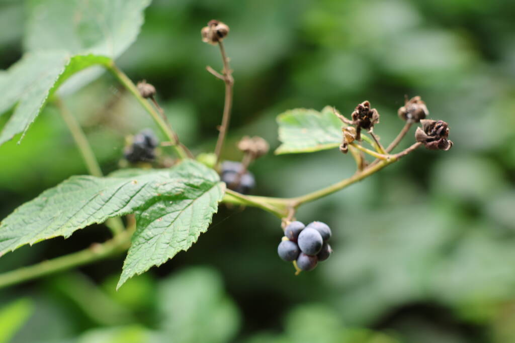 I always called this blackberry a railway variety because I almost never see it elsewhere than on railway embankments.