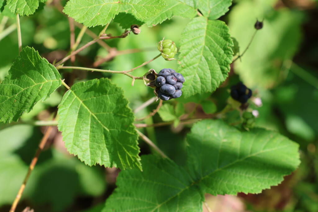 This blackberry doesn't really have black fruit, it's more like grayish blue. I was trying to find out what variety it is but wikipedia claims that not even botanic experts are sure about blackberry classification.