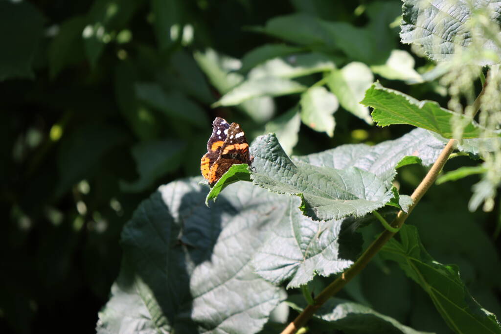 A butter fly, or better butterfly, the red admiral.