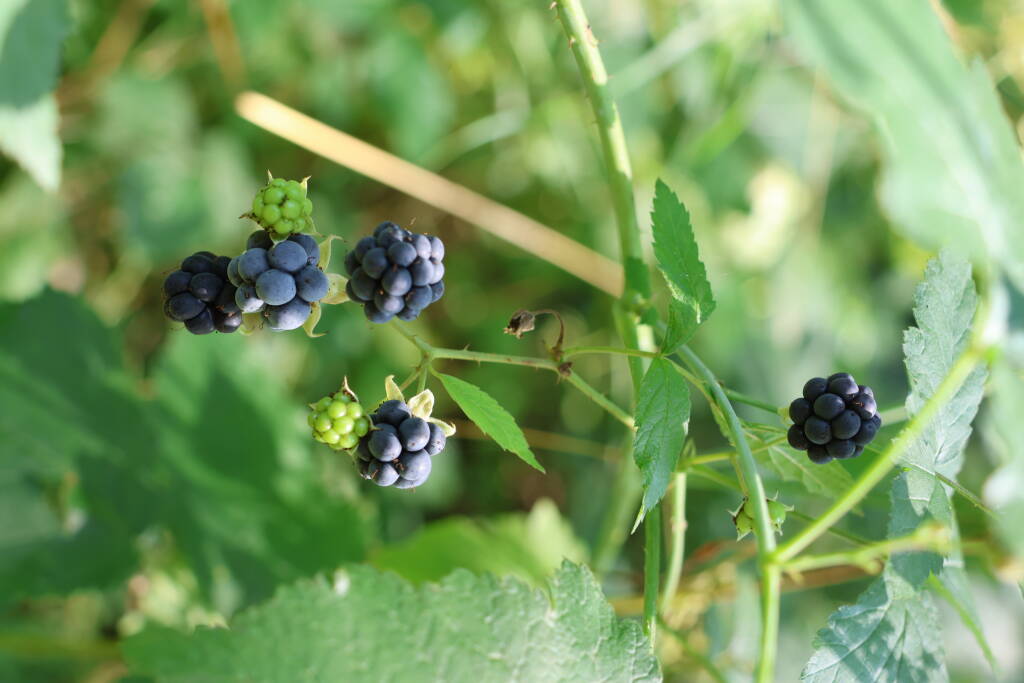 The railway blackberries didn't disappoint me. Everybody speeds around on bike, all blackberries remain for me.