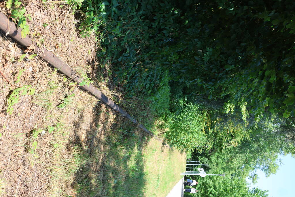 Just several meters from the offices, there are still abandoned rails in the bushes.
