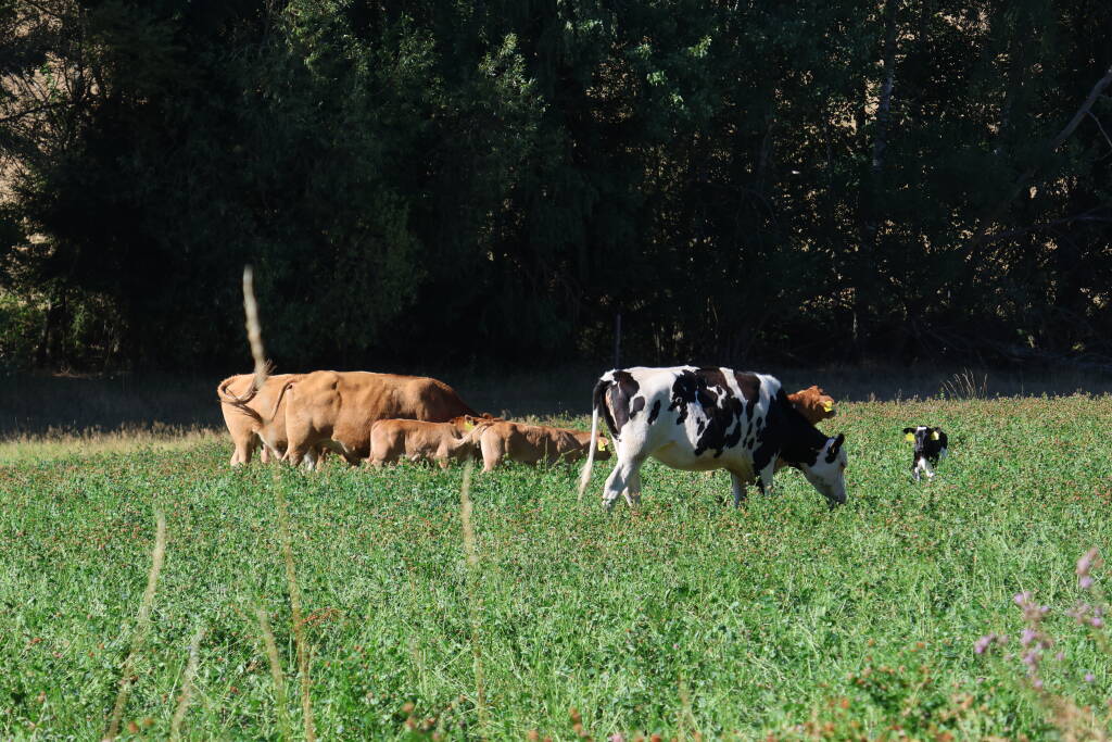 Walking uphill, we met a cow herd.