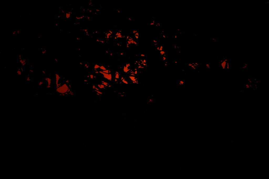 There was still a little bit of the red between the leaves.